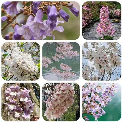 blauglockenbaum kaufen - winterharte stauden für pralle sonne mehrjährig paulownia deko garten 200samen