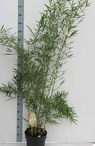 Fargesia robusta 'Campbell' Topf C5-5 Liter - Schnellwachsende, Rhizomsperre-freie Bambus-Pflanze für Garten und Terrasse