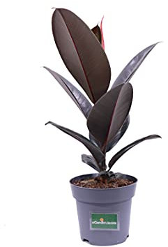 Pianta di Ficus Elastica Abidjan pianta da interno pianta da appartamento pianta ornamentale di Ficus Elastica varietà Abidjan pianta vera di Ficus Elastica Abidjan venduta da eGarden.store