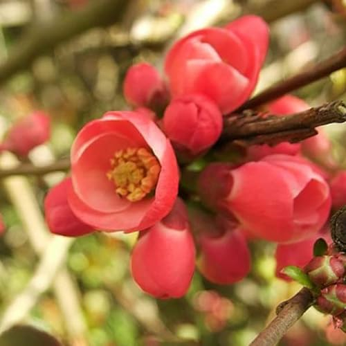 3 x Chaenomeles Superba 'Hollandia' - Japanischer Quittenbaum 'Hollandia' 30-40 cm im Container
