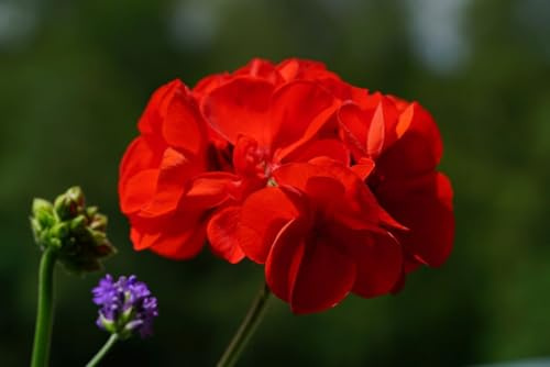 Sachet de graines de Géranium 'F2 Dancer Mix' et Rouge - 15 graines