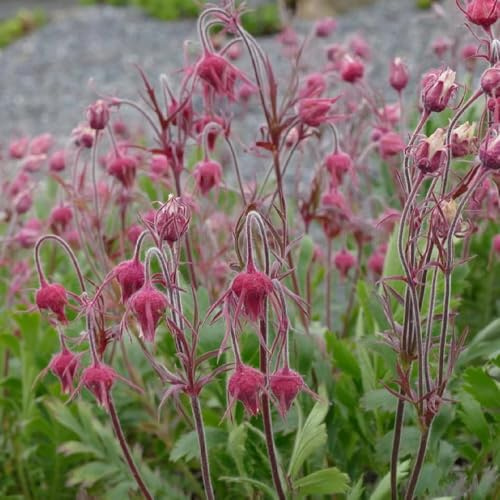 500 Pc Semillas De Humo De Pradera - Balcón De Semillas De Flores, Plantas En Macetas Resistentes Plantas En Macetas Resistentes Al Exterior, Flores De Primavera Semillas De Flores