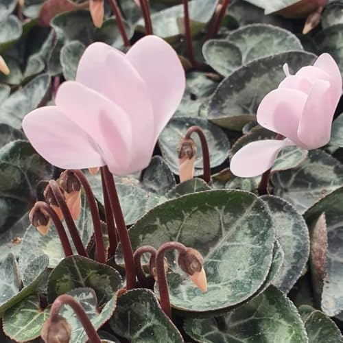 semi di ciclamino semi di da balcone Decorazioni per giardini esterni, resistenti in vaso da esterno selvatici ombra balconeto 450semi