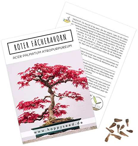 Außergewöhnliche Bonsai Samen mit hoher Keimrate - Pflanzen Samen Set für deinen eigenen Bonsai Baum (1x Roter Fächerahorn)