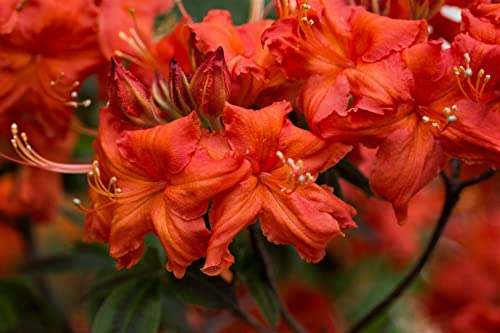 Gelbe Azalee Rhododendron luteum Balzac 40-50 cm winterhart