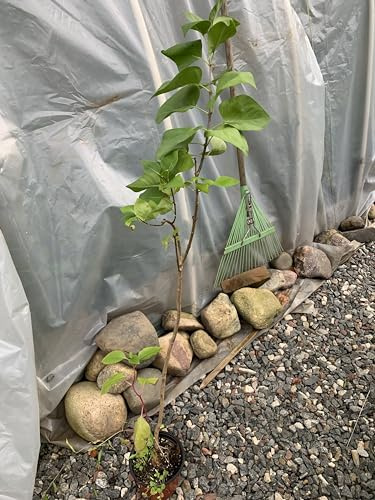 Purple Lilac 3 Year Old Plant, Syringa vulgaris (Common Lilac), Bare Root