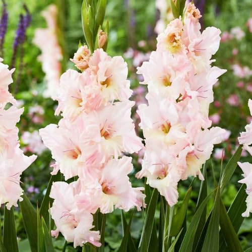 Bombilla de gladiolos,perennes resistentes,bancales elevados para jardín,decorativas resistentes para el jardín de balcón 10pcs