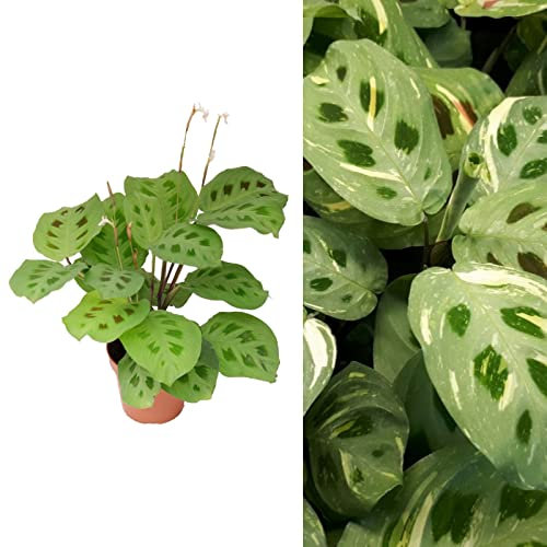 Maranta Leuconeura - Variegated Prayer Plant - 20-30cm in Height in a 12cm Pot (1 Plant)