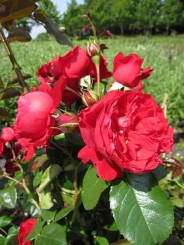 Kletterrose Florentina® - Rosa Forentina® - rot - Kordes-Rose