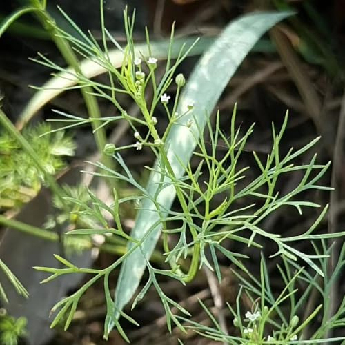 perifollo orgánicas cubrir el suelo de jardín de interior Semillas hortalizas orgánicas, resistentes al invierno. cocina balcón o invernadero 250semillas