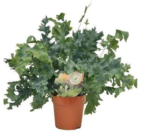 Goldtüpfelfarn – Phlebodium Davana – Zimmerpflanze – Ø12cm – 35cm – immergrüner Farn für Innenräume – pflegeleichte Grünpflanze mit dekorativen Wedeln