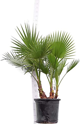 Palmera de Exterior - Mide ± 120cm - Washingtonia Robusta - Palmera Natural