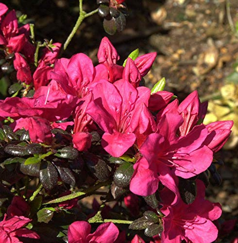 Japanische Azalee Maruschka® 25-30cm - Rhododendron obtusum - Zwerg Alpenrose - lebende Gartenpflanze aus den Baumschulen