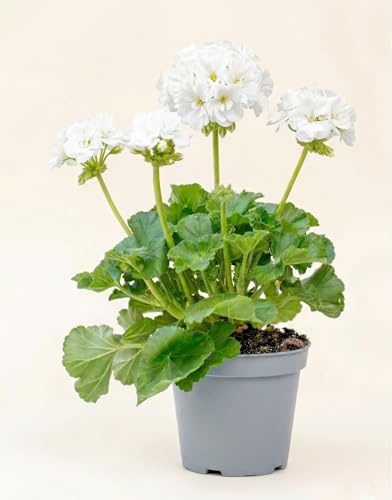 Geranio Zonale Bianco in Vaso| Pianta Fiorita da Esterno per Balcone e Giardino| Fiori Bianchi Eleganti e Resistenti| Facile da Coltivare, Fioritura Primaverile Estiva| Ideale per Davanzali e Terrazzi