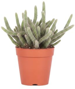 Rhipsalis Baccifera Horrida Cactus Colgante de DECOALIVE | Cactus Natural Decorativo | Maceta 9 cm Diámetro | Altura 10 cm