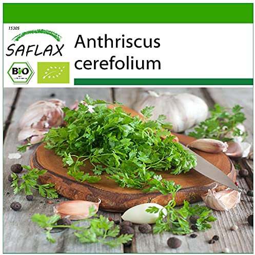 SAFLAX - Organic - Chervil - 800 Seeds - with Potting Substrate for Better Cultivation - Anthriscus cerefolium