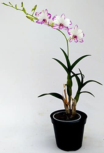 POWERS TO FLOWERS - DENDROBIUM ROSA BICOLORE, VASO 10CM, pianta vera