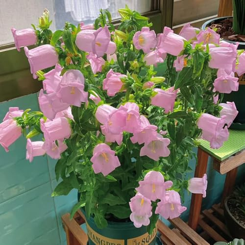 semi di campanula resistenti all'esterno di campanula di perenni resistenti rustiche per giardino rare, 500pcs