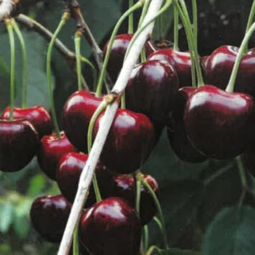 PIANTA DA FRUTTO CILIEGIA BIGARREAU BURLAT in vaso 24 età 3/4 anni (foto reali)