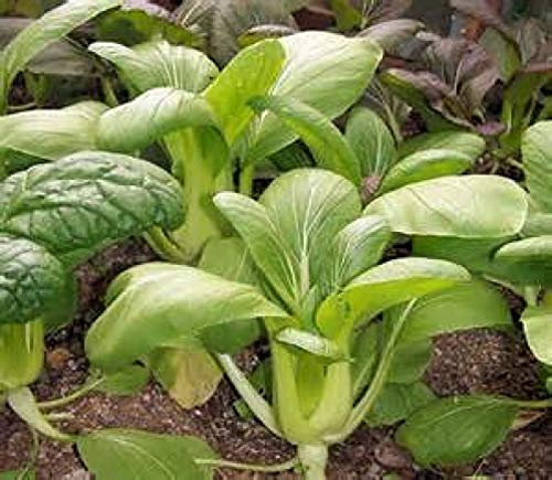 PREMIER SEEDS DIRECT - Cabbage - PAK Choi Green STEM - 3gm