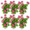 Gerani appesi – Pelargonium peltatum – Vaso da 12 cm – Set di 6 piante bicolore rosso/bianco