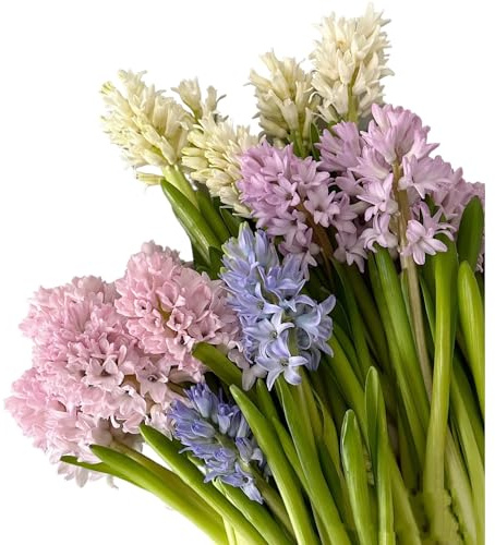 15 Stems Hyacinth Randomly Mix Colors Fresh Cut Flowers Arrangement Gifts For Home Decoration Birthdays Anniversaries Healing Sympathy Friendship and Love
