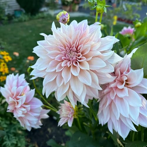 I tuberi della dalia sono bulbi resistenti della dalia le cipolle sono piante perenni resistenti I tuberi di Dali sono resistenti fiori da giardino resistenti regali per gli amanti del 8pcs
