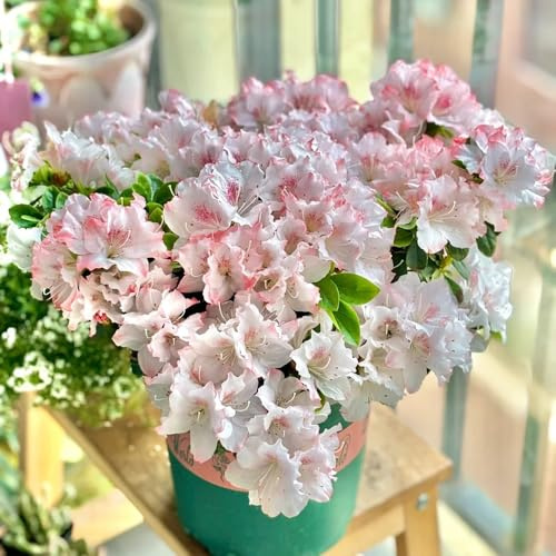 semillas de rododendro, azalea resistente orgánicas, balcón cama, jardín 20pcs