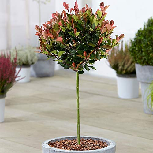 Gardener's Dream Photinia Little Red Robin | Eingetopfte Zierbäume für kleine Gärten & Terrassen
