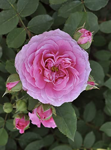 'Maisie' Potted Rose - 4 Litre Pot - Great Gift Idea - Lovely Pink & Lilac Blooms