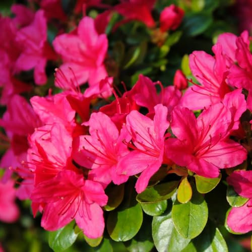Azalea Japonica ‘Dark Pink’ - Hardy Shrub - Glowing Dark Pink Flowering - Evergreen Glossy Foliage - Easy to Grow Your Own - Ideal - Low Maintenance - 1x 17cm Potted Plants by Thompson and Morgan