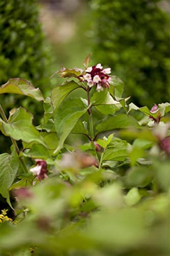 Karamellbeere Leycesteria formosa Purple Rain 60-80 cm winterhart | Purpurrotes Laub, dekorative Blüten, bienenfreundlich, sonnig bis halbschattig, ideal für Beet und Kübel