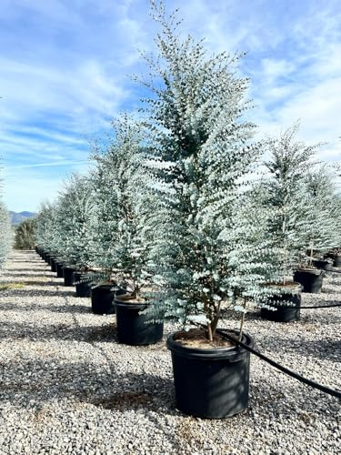 Sunny Tree Eukalyptus Gunnii 'Azura', Winterharte Pflanze, 200 Zentimeter