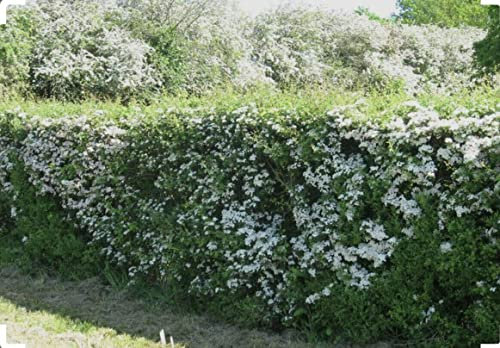 10 Hawthorn Quickthorn Hedging 3ft Native Plants Crataegus Wildlife Friendly by Sunnyside Nurseries