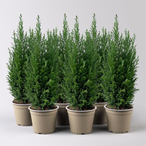 Blaue Kegelzypresse 'Ellwoodii', Topf-Ø 13cm, 3 Pflanzen