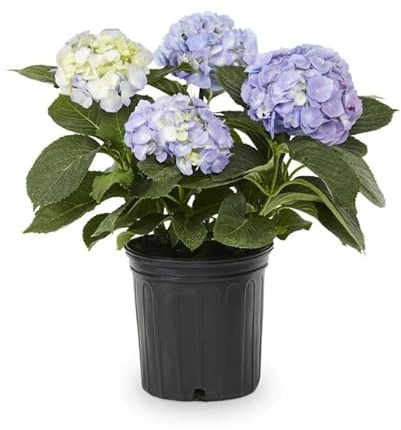 Planta Natural y Resistente Hortensia Azul