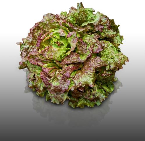 500 graines à semer - Le Grenier d'Abondance - LAITUE Brune d'hiver - Laitue Passion brune - Lactuca sativa