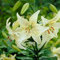 Weiße asiatische Lilienblumenzwiebeln, mehrjährig, Frühjahrspflanzung (3 Zwiebeln)
