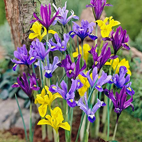 10 x Iris Dwarf Mixed – Perennial – Warm Loving Beauty – for Your Beautiful Garden