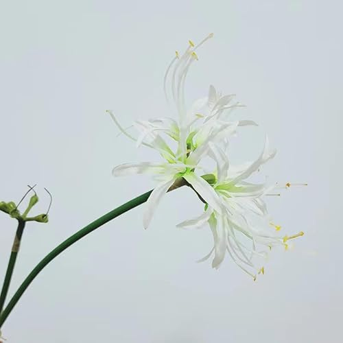 Lawaia 5 Stück Künstliche Spinnenlilie 67cm Lycoris Radiata Kunstblumen Deko Blumen Kunstblumen & -Pflanzen Frühlingsdeko Fake Blumen Flowers Tischdeko Wie Echt Artificial Flowers (weiß)
