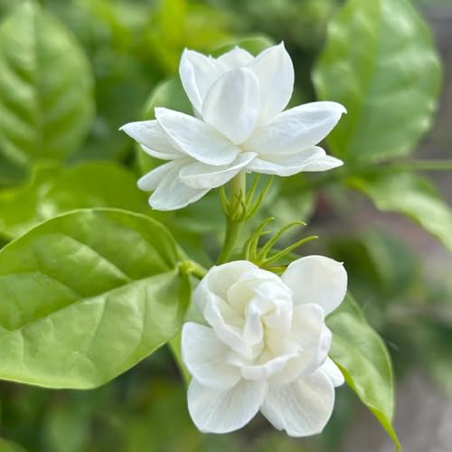 gelsomino - vecchie varietà biologici interno giardino 15semi
