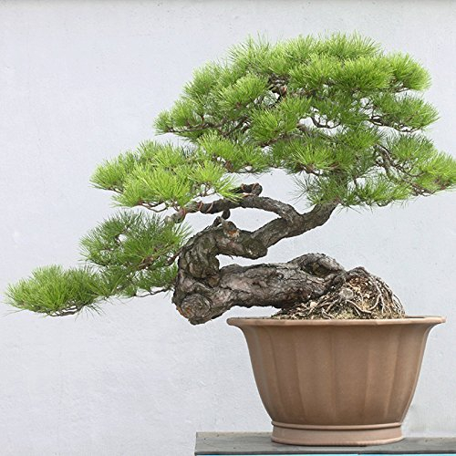 . Japanese Black Pine 20 Samen * Pinus thunbergii * Bonsai * Zier *. Bonsai Seed immergrüne Pflanze Bonsai