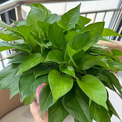 semi di pothos - varietà antiche interno giardino sul balcone decorazioni giardino per esterni in vaso per l'arredamento dell'ufficio interno raro roccioso 80pcs