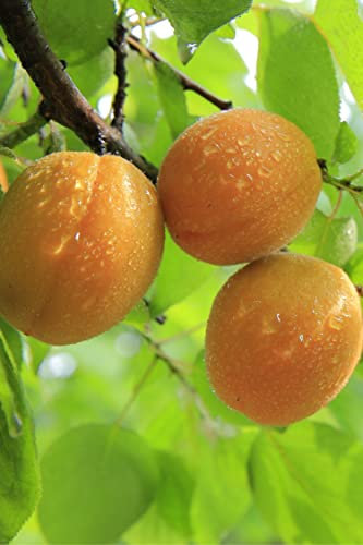 Pianta di albicocca Albero di albicocca Pianta da frutto di albicocca in vaso Albero da frutto di albicocche età 2 anni Pianta vera venduta da eGarden.store (Baracca)