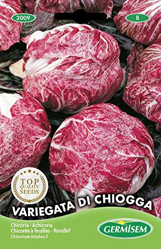 Germisem Variegata di Chiogga Semi di Cicoria Selvatico 3 g
