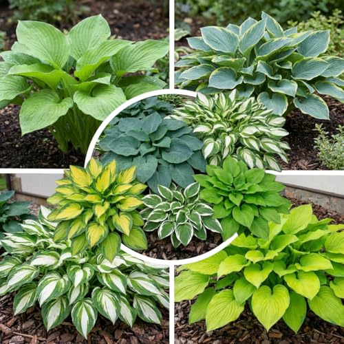 FLORIUM Mehrjährige Hosta Schattige Gartenkollektion, Hosta-Mischung aus 5 Hybriden in 5 Sorten, große Funkia-Pflanzen Winterharte, wurzelnackte Stauden aus Holland (keine Samenzwiebeln)