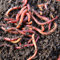 Tierra Viva Lombriz Roja Californiana (Eisenia Foetida). 200 Lombrices seleccionadas a Mano. Formatos 150, 200, 300, 500 y 1000 lombrices