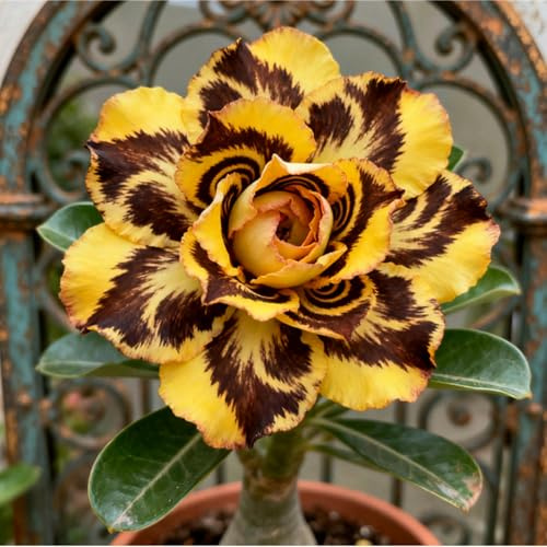 Raro Perenne Rizoma Di Rosa del Deserto, Resistente All'Inverno, Facile Da Coltivare, Grande Formato, Perfetta Idea Regalo, Facile Da Pulire-1 bulbi-F
