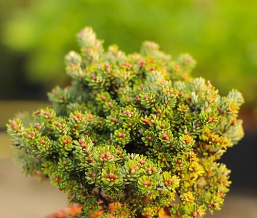 Zwerg Koreatanne Abies koreana Kristallkugel auf Stamm veredelt 40 cm immergrün