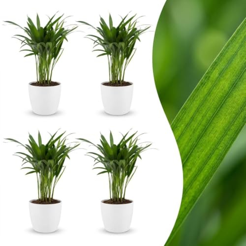 Areca Lutescens – Guldpalm – 4 plantor – med vit kruka - 35-45cm - Ø12cm